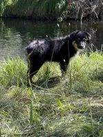 Miguel, a male Miniature American Shepherd for sale in Klamath Falls, OR – Photo 2 of 5