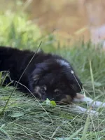Miguel, a male Miniature American Shepherd for sale in Klamath Falls, OR – Photo 3 of 5