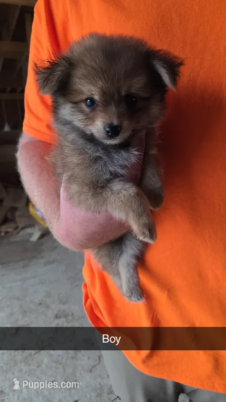 Georgie – Pomchi puppy for sale in Connersville, IN