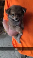 Georgie, a male Pomchi for sale in Connersville, IN – 1 of 1