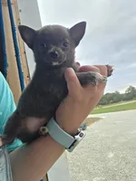 Pluto , a male Chihuahua for sale in Connersville, IN – 4 of 5
