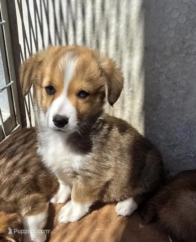 Bri – Pembroke Welsh Corgi puppy for sale in Connersville, IN