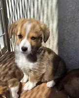 Bri, a female Pembroke Welsh Corgi for sale in Connersville, IN – 1 of 1