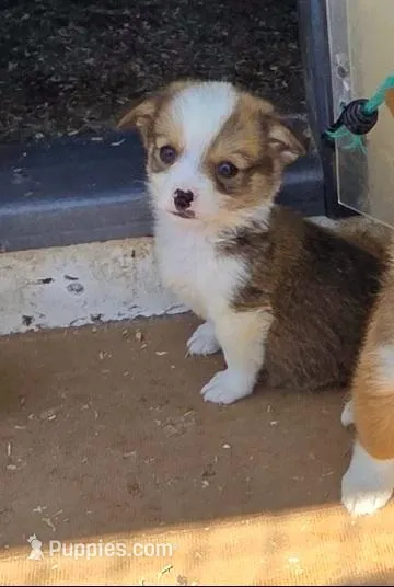JD – Pembroke Welsh Corgi puppy for sale in Connersville, IN