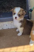 JD, a male Pembroke Welsh Corgi for sale in Connersville, IN – 1 of 2
