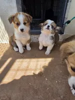JD, a male Pembroke Welsh Corgi for sale in Connersville, IN – 2 of 2