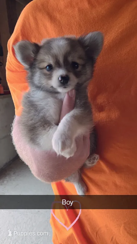 Archie – Pomchi puppy for sale in Connersville, IN