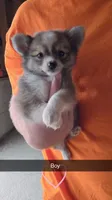 Archie, a male Pomchi for sale in Connersville, IN – 1 of 1