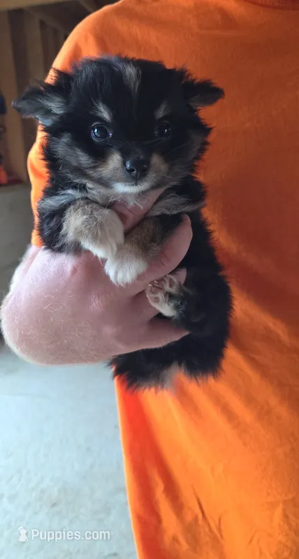 Elsie – Pomchi puppy for sale in Connersville, IN