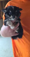 Elsie, a female Pomchi for sale in Connersville, IN – 1 of 1