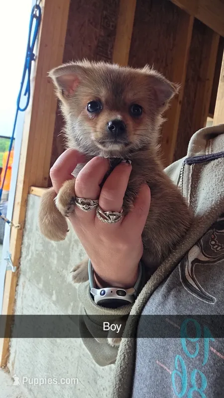 Barnie – Pomchi puppy for sale in Connersville, IN