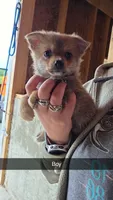 Barnie, a male Pomchi for sale in Connersville, IN – 1 of 1