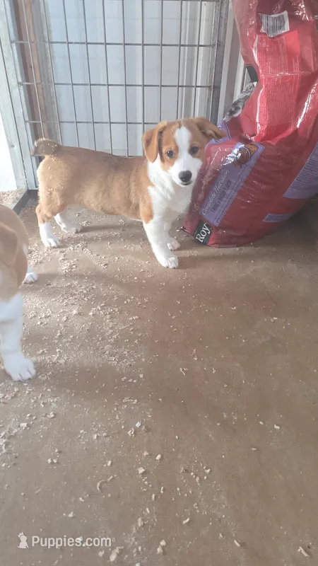 Steve  – Pembroke Welsh Corgi puppy for sale in Connersville, IN