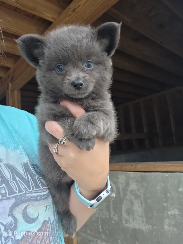 Sterling – Chihuahua puppy for sale in Connersville, IN