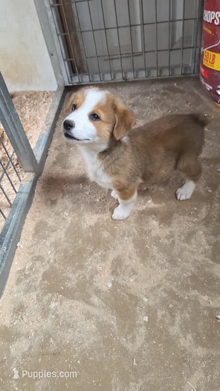 Steve  – Pembroke Welsh Corgi puppy for sale in Connersville, IN