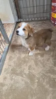 Steve , a male Pembroke Welsh Corgi for sale in Connersville, IN – 1 of 3
