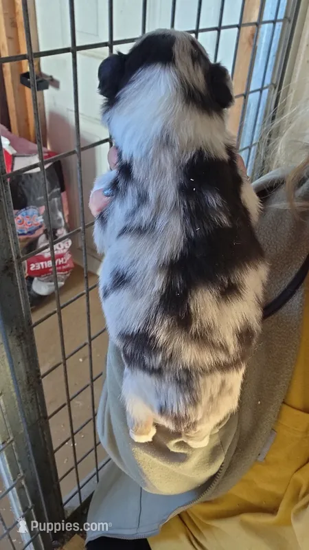 Navy – Toy Australian Shepherd puppy for sale in Connersville, IN