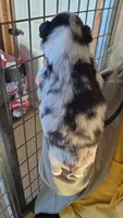 Navy, a female Toy Australian Shepherd for sale in Connersville, IN – 1 of 3
