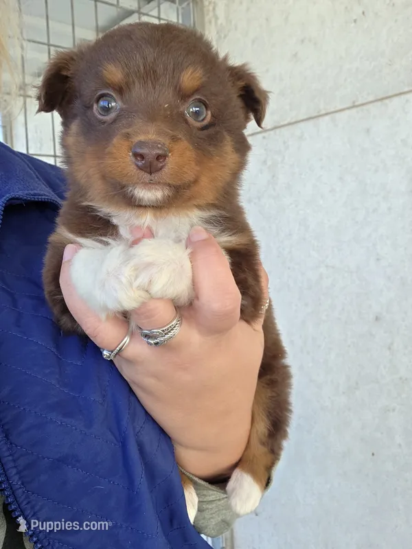 Peanut – Toy Australian Shepherd puppy for sale in Connersville, IN