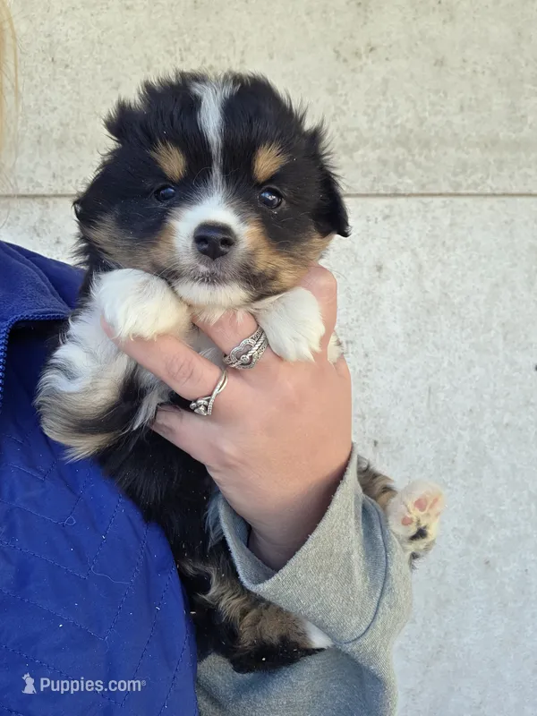 Wednesday  – Toy Australian Shepherd puppy for sale in Connersville, IN