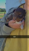 Peanut, a female Toy Australian Shepherd for sale in Connersville, IN – 1 of 1