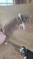 Star, a female Toy Australian Shepherd for sale in Connersville, IN – 2 of 2