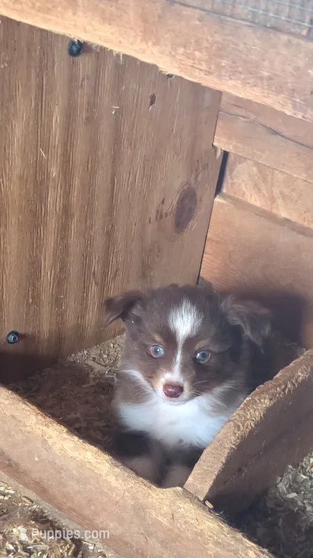 Creed – Toy Australian Shepherd puppy for sale in Connersville, IN