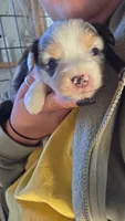 Navy, a female Toy Australian Shepherd for sale in Connersville, IN – 2 of 3