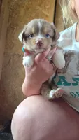 Star, a female Toy Australian Shepherd for sale in Connersville, IN – 1 of 2