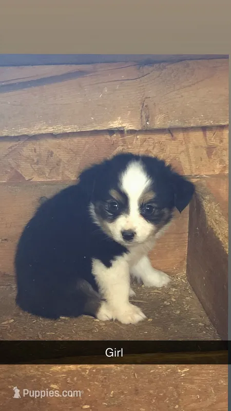 Robin – Toy Australian Shepherd puppy for sale in Connersville, IN