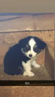 Robin, a female Toy Australian Shepherd for sale in Connersville, IN – 1 of 1