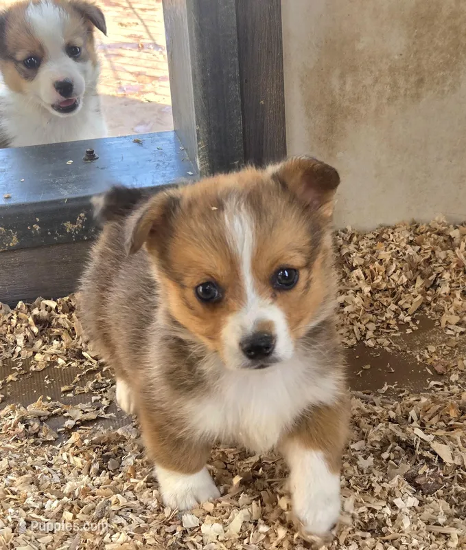 Charlotte  – Pembroke Welsh Corgi puppy for sale in Connersville, IN