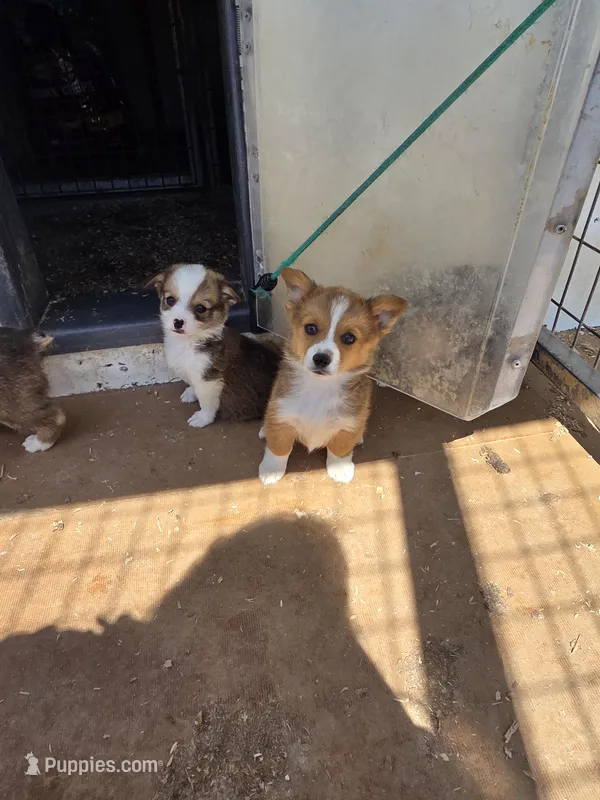 Charlotte  – Pembroke Welsh Corgi puppy for sale in Connersville, IN