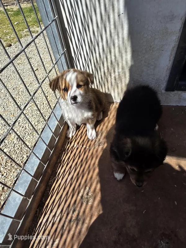 Steve  – Pembroke Welsh Corgi puppy for sale in Connersville, IN