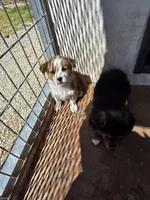 Steve , a male Pembroke Welsh Corgi for sale in Connersville, IN – 2 of 3