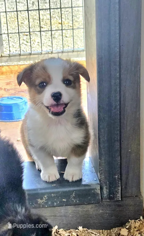 Steve  – Pembroke Welsh Corgi puppy for sale in Connersville, IN