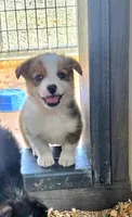 Steve , a male Pembroke Welsh Corgi for sale in Connersville, IN – 3 of 3