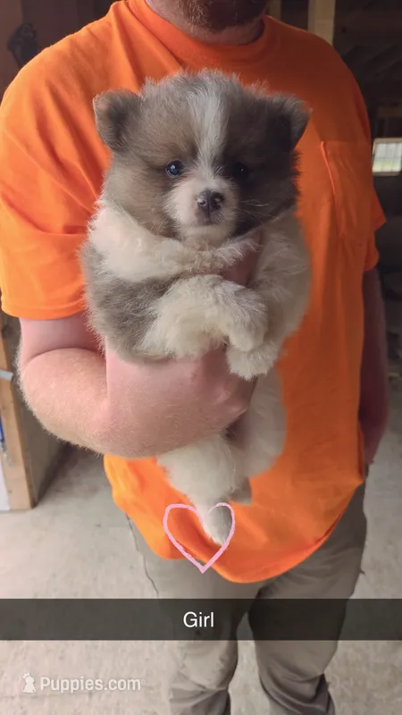 Rayne – Pomeranian puppy for sale in Connersville, IN