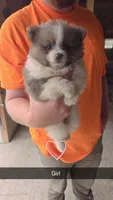 Rayne, a female Pomeranian for sale in Connersville, IN – 1 of 1