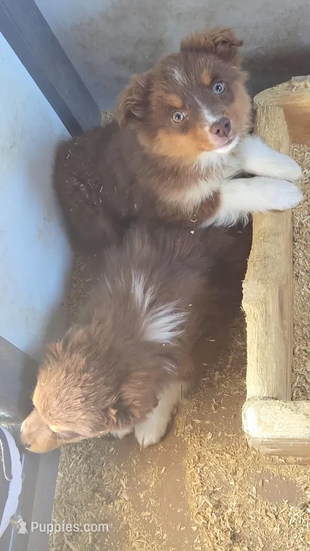 Iris – Toy Australian Shepherd puppy for sale in Connersville, IN