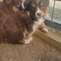 Iris, a female Toy Australian Shepherd for sale in Connersville, IN – Photo 3 of 3
