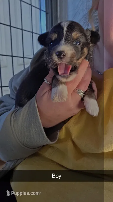 Salem  – Toy Australian Shepherd puppy for sale in Connersville, IN
