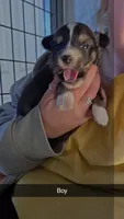 Salem , a male Toy Australian Shepherd for sale in Connersville, IN – 1 of 1