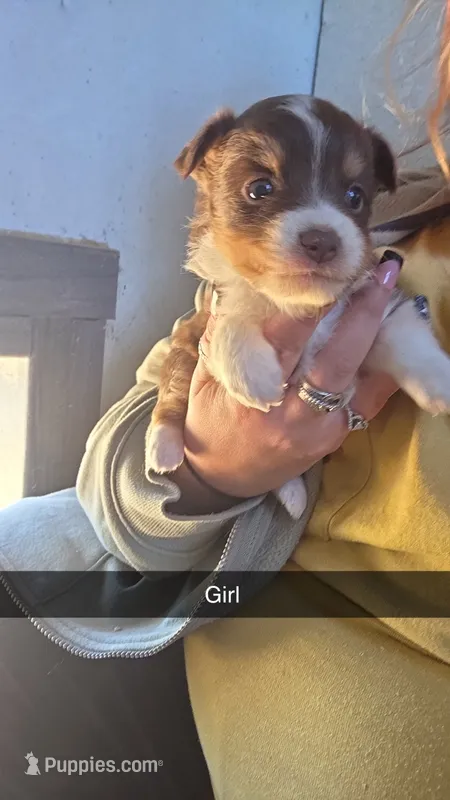 Toffee – Toy Australian Shepherd puppy for sale in Connersville, IN