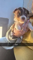 Toffee, a female Toy Australian Shepherd for sale in Connersville, IN – 1 of 1