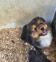 Dave, a male Pembroke Welsh Corgi for sale in Connersville, IN – Photo 2 of 2