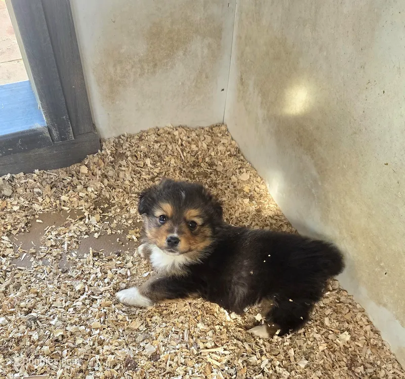 Dave, a male Pembroke Welsh Corgi for sale in Connersville, IN – Photo 1 of 2