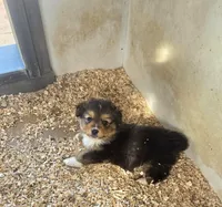 Dave, a male Pembroke Welsh Corgi for sale in Connersville, IN – Photo 1 of 2