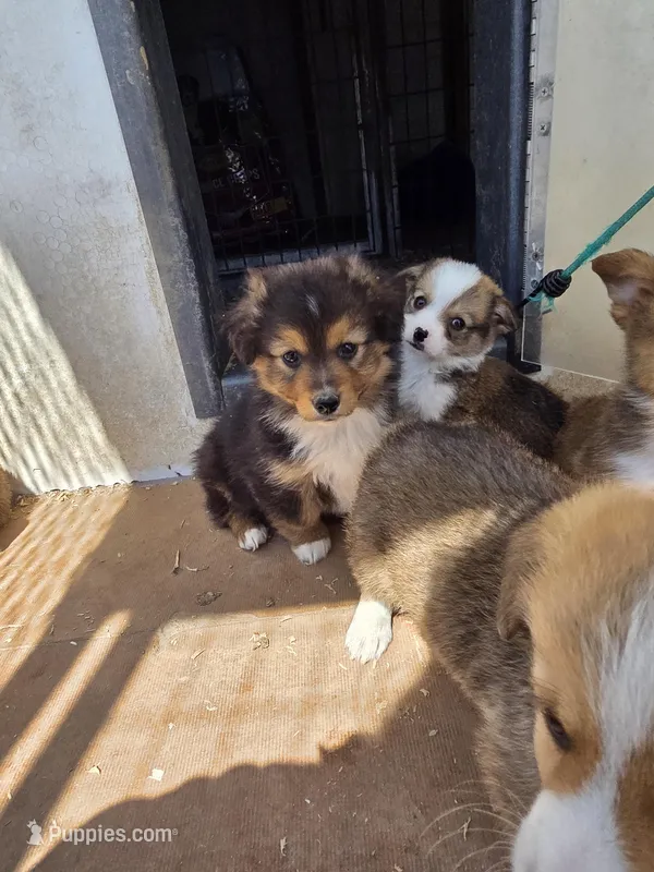 Dave – Pembroke Welsh Corgi puppy for sale in Connersville, IN