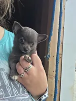 Pluto , a male Chihuahua for sale in Connersville, IN – 1 of 5